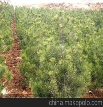 初加工材料>农产品>绿化苗木>乔木>优质白皮松 白皮松价格 白皮松规格