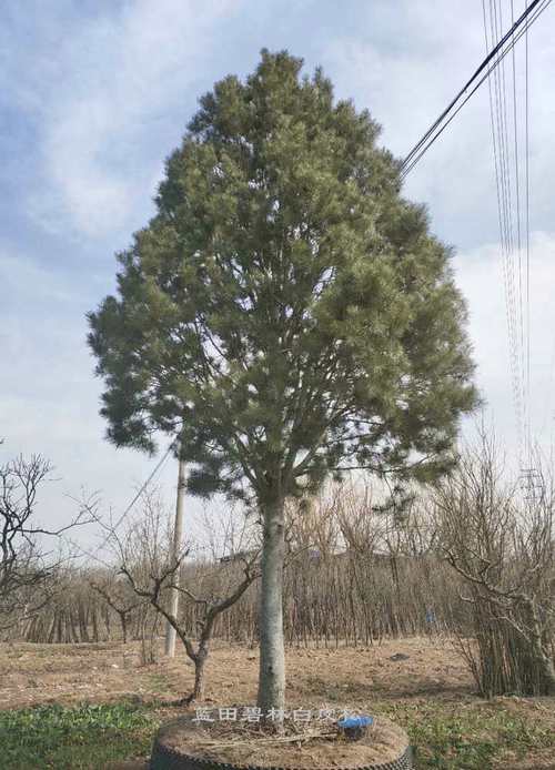 10米白皮松一级货价格 - 大规格白皮松 - 产品展示 - 蓝田碧林苗木