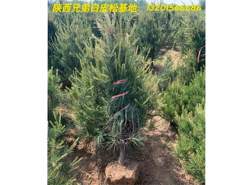 白皮松小苗报价 近期报价表 肥城在线