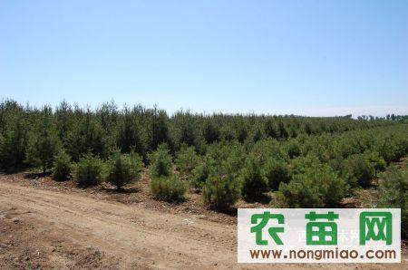 25米白皮松3米白皮松4米白皮松5米白皮松价格
