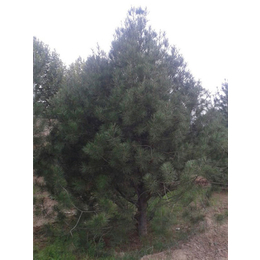 松之源蓝田白皮松基地(图)-白皮松苗圃-白皮松