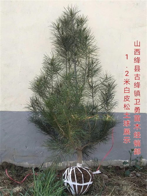 栾川白皮松多少钱一棵