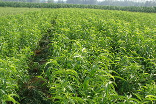 江苏桃苗 江苏桃苗 榉树种植绿化基地