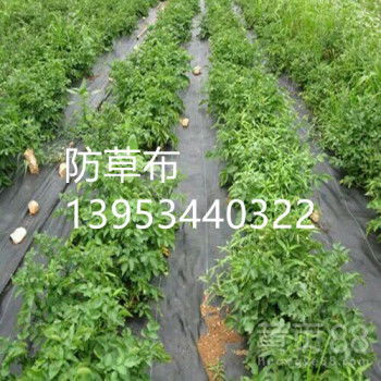 【安庆苗木种植防草布铺设及施工】-