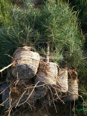 营养钵白皮松价格_营养杯白皮松报价_苗木价格查询