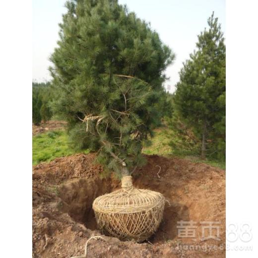 【湖南销售白皮松品质优良】- 