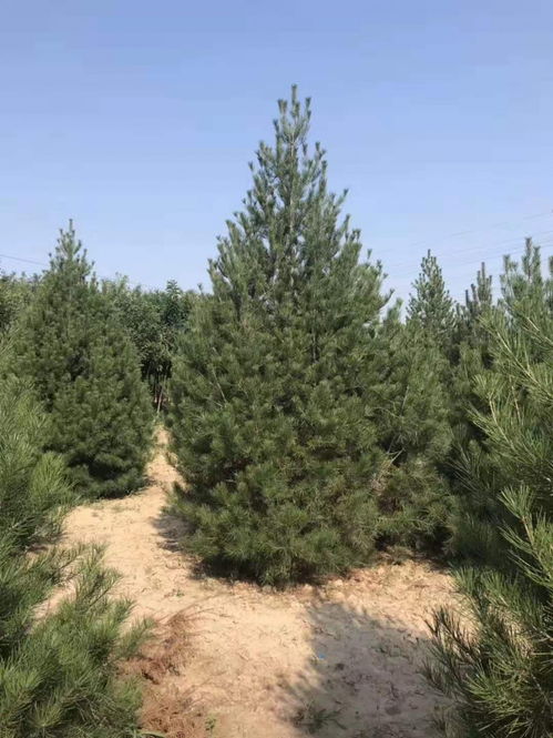 出售3米白皮松 3米白皮松价格 基地直供 全国可发货