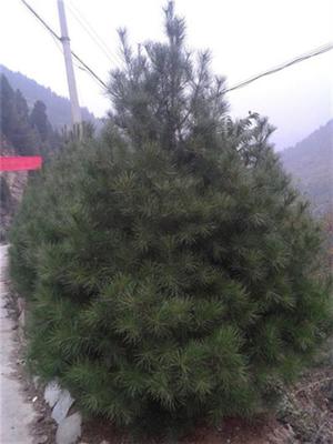 白皮松_松之源白皮松_西安白皮松基地