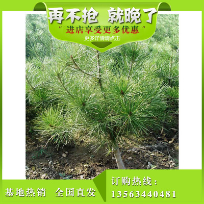 厂家专业批发优质白皮松树 园林观赏绿化用白皮松树 山东绿化苗