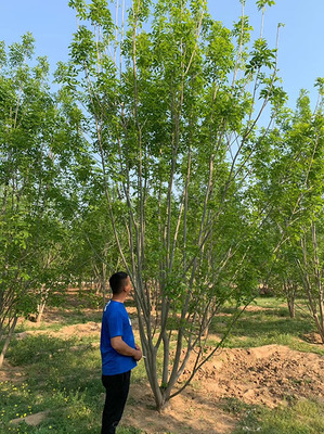 苗木怎么正确的施肥?