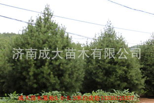 山东泰安白皮松哪里好