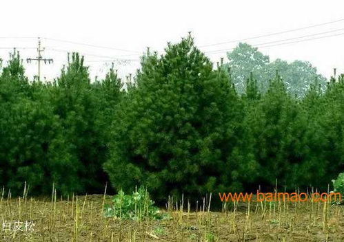 为您提供优质1.5米白皮松树苗 大量现苗供应 价格优惠,为您提供优质1.5米白皮松树苗 大量现苗供应 价格优惠生产厂家,为您提供优质1.5米白皮松树苗 大量现苗供应
