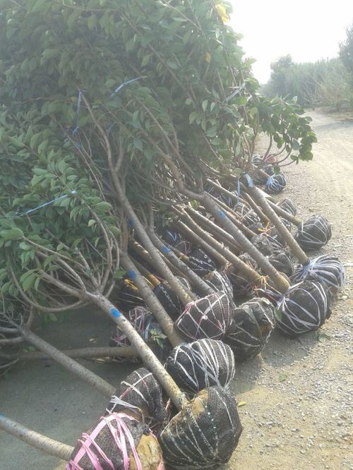 【贵州8公分樱花苗樱花树苗成活率高】- 