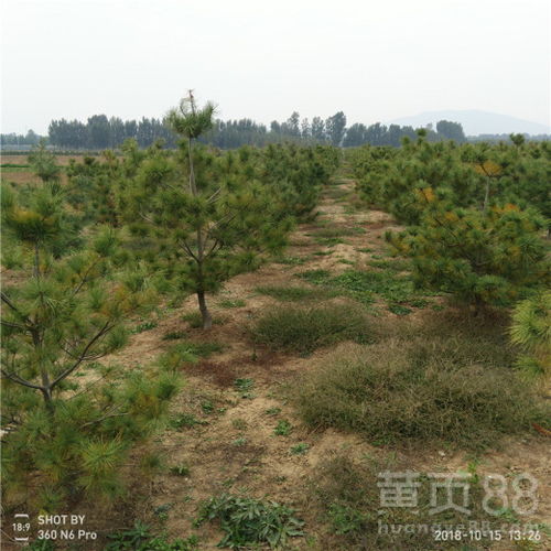 【出售白皮松白皮松树苗多少钱一棵】- 