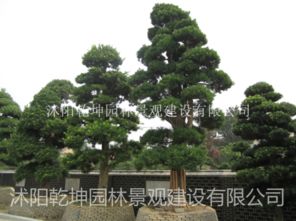 罗汉松 造型罗汉松 罗汉松盆景 罗汉松价格 罗汉松图片