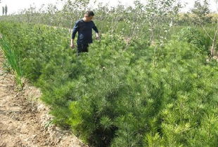白皮松图片,白皮松高清图片 绛县绿源种苗繁育基地,