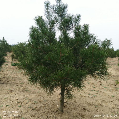 【白皮松苗苗圃白皮松种植技术】- 