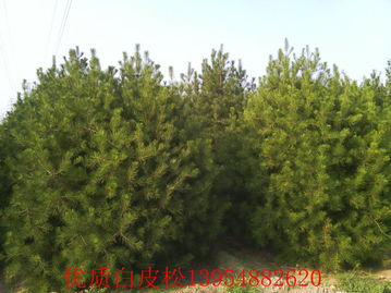 乔木价格 泰安白皮松 泰安白皮松价格 2米白皮松3米白皮松4米白皮松价格批发价格 泰安市