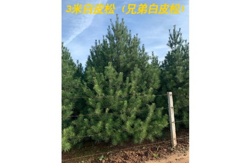 3米精品白皮松价钱 稷山
