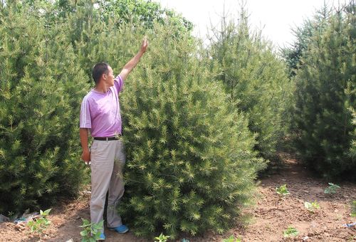 2米白皮松价格 2020年白皮松市场行情 陕西蓝田鹏程白皮松