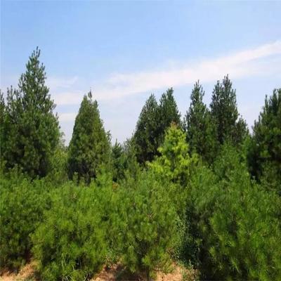 基地供应白皮松 白皮松苗四季常青行道树白皮松规格全 白皮松量大优惠