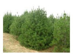 供应白皮松,油松,华山松,侧柏,五角枫,白蜡,皂角 - 供应产品 - 呈盛苗圃 - 切它网(QieTa.com)