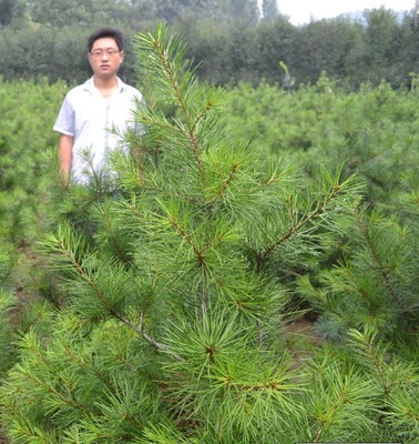 白皮松大树行情配件 【荐】最好的白皮松大树价格范围(白皮松大树,优质)--青州市钰皓园林苗木基地
