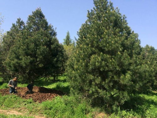 【大同行道庭荫白皮松基地】- 
