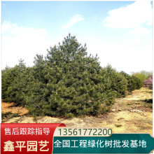 小苗白皮松