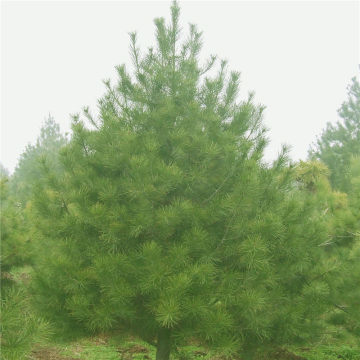 【现挖现卖大规格白皮松基地直销优质白皮松行道绿化用白皮松】泰安茂军苗木专业合作社 - 产品库