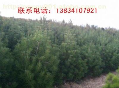 【2米5白皮松】白皮松,价格,厂家,图片,供应商,花木,柴高峰 - 个体经营 - 产品库 - 阿土伯交易网