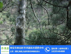 白皮松 泰安市华泽源苗木 白皮松供应基地