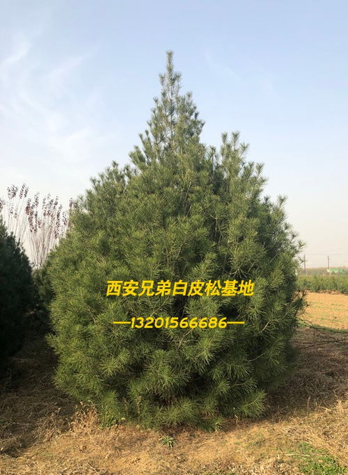 1.5米白皮松苗木价格 陕西蓝田白皮松 福山