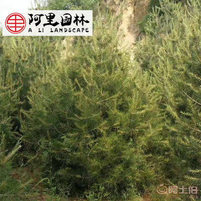 【绿化工程苗木批发白皮松小苗规格齐全白皮松绿化苗绿化环境】 - 产品库