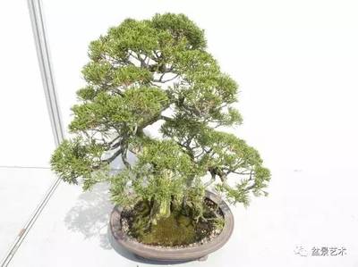 【盆景艺术】白皮松的种植养护