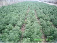 供应处理白皮松小苗,一年白皮松小苗, 两年白皮松小苗基地_农副产品_世界工厂网中国产品信息库