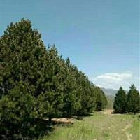 山楂树价格 山西运城山楂树价格 运城天瑞园林基地