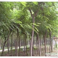 甘肃 陇南陇南市徽县高桥乡崔坝村苗木繁育产业基地产品供应第1页