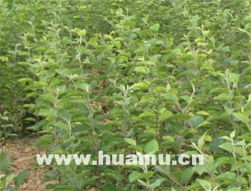 核桃苗,白皮松,国槐