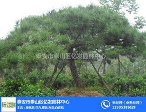 街道景松 亿发园林 在线咨询 山东街道景松