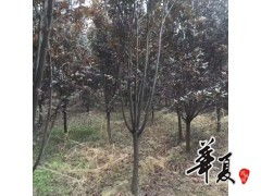 精品红叶李大量供应,豫北白皮松 大叶女贞 香花槐苗圃 供应产品 豫北白皮松 大叶女贞 香花槐苗圃