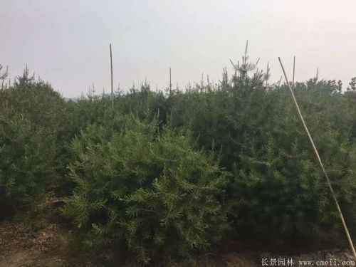 白皮松