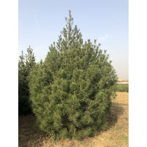 【汉中1米白皮松种苗价格】- 
