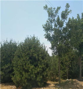 甘肃白皮松种植,精品白皮松种植基地