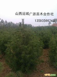 1米白皮松 大量白皮松价格 1米白皮松 大量白皮松型号规格