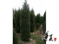 精品蜀桧大量供应,豫北白皮松 大叶女贞 香花槐苗圃 供应产品 豫北白皮松 大叶女贞 香花槐苗圃