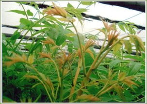 香椿树苗基地 泰安超值的香椿苗哪有卖