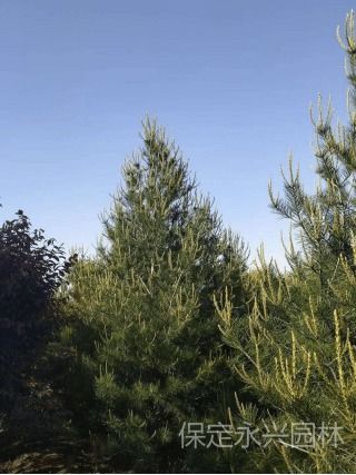 白皮松繁殖培育方法