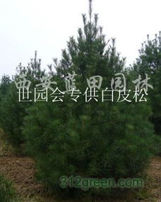 白皮松