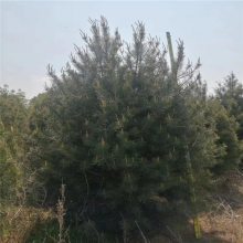 【高质量白皮松 白皮松基地出售 青藤农业图片】高质量白皮松 白皮松基地出售 青藤农业